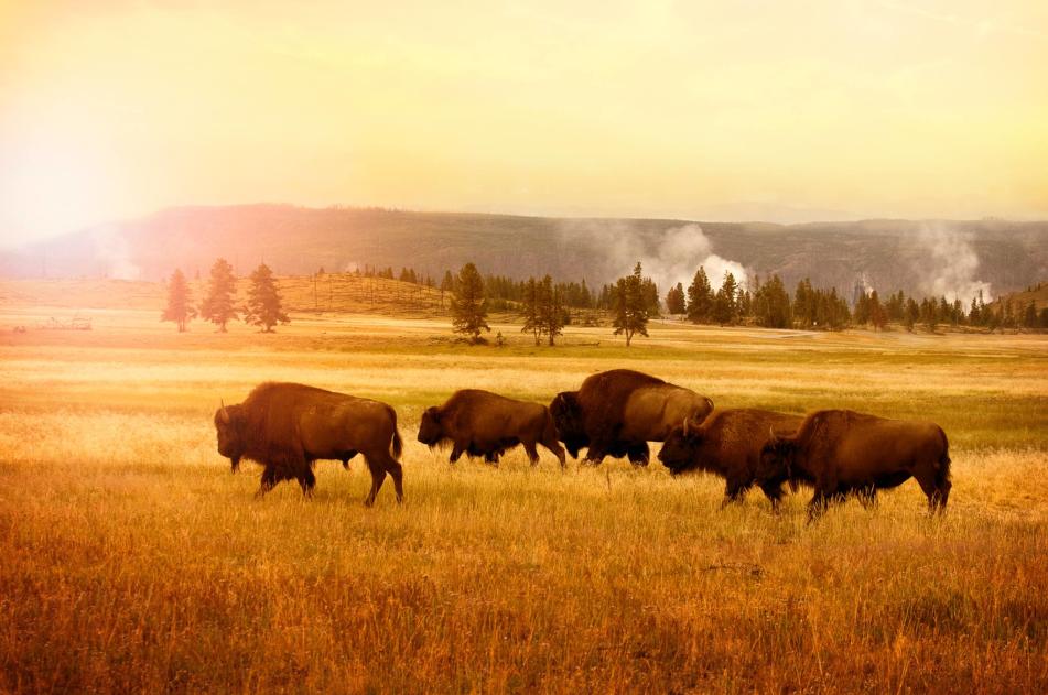 Bison