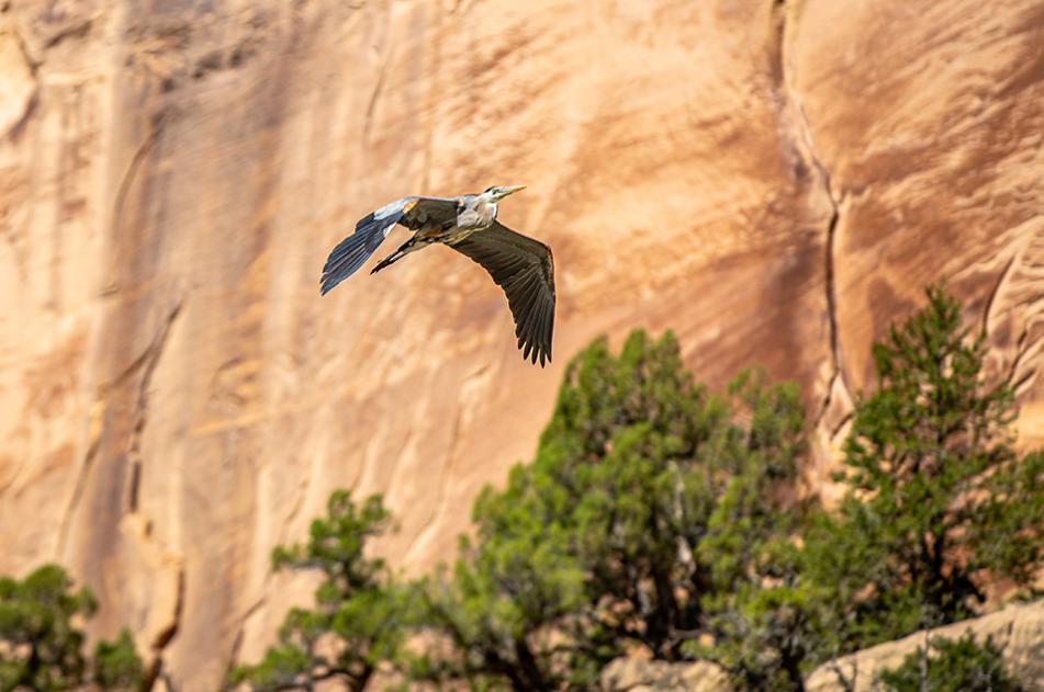 Blue Heron Yampa River