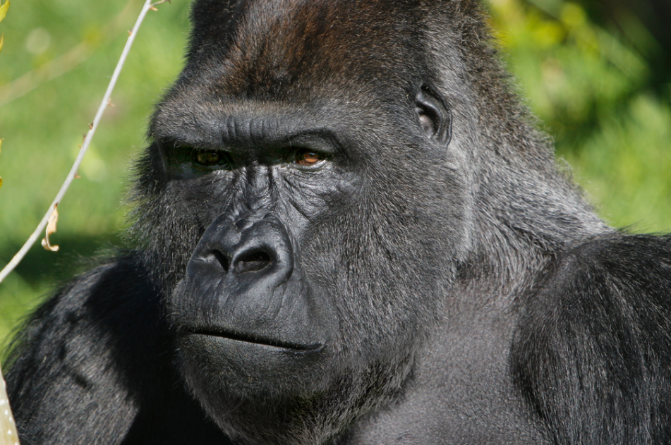Gorilla