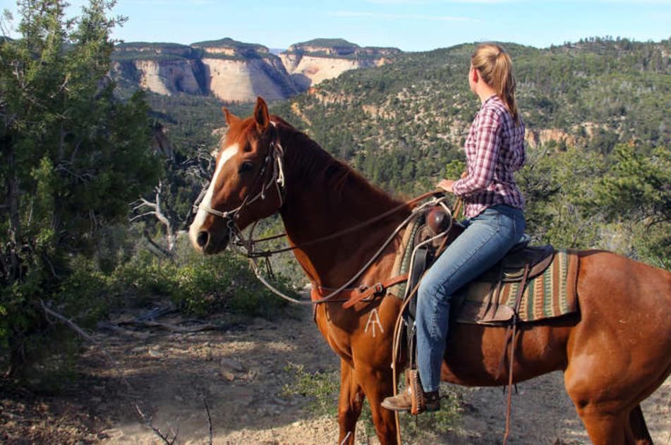 Horseback Search Listing