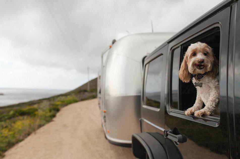 Outdoorsy Puppy