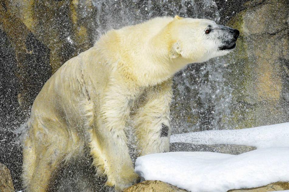 Polar Bear