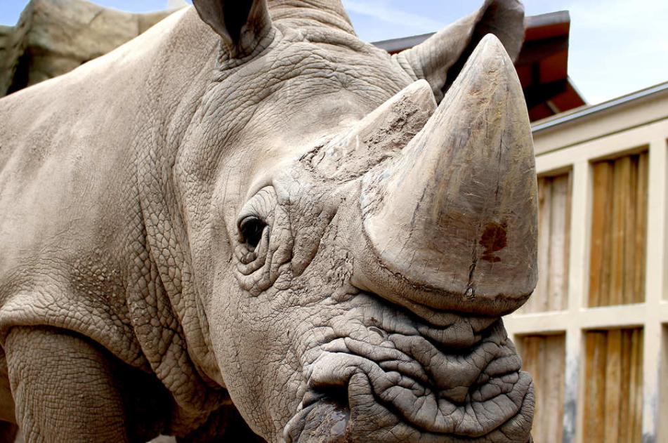 White Rhino