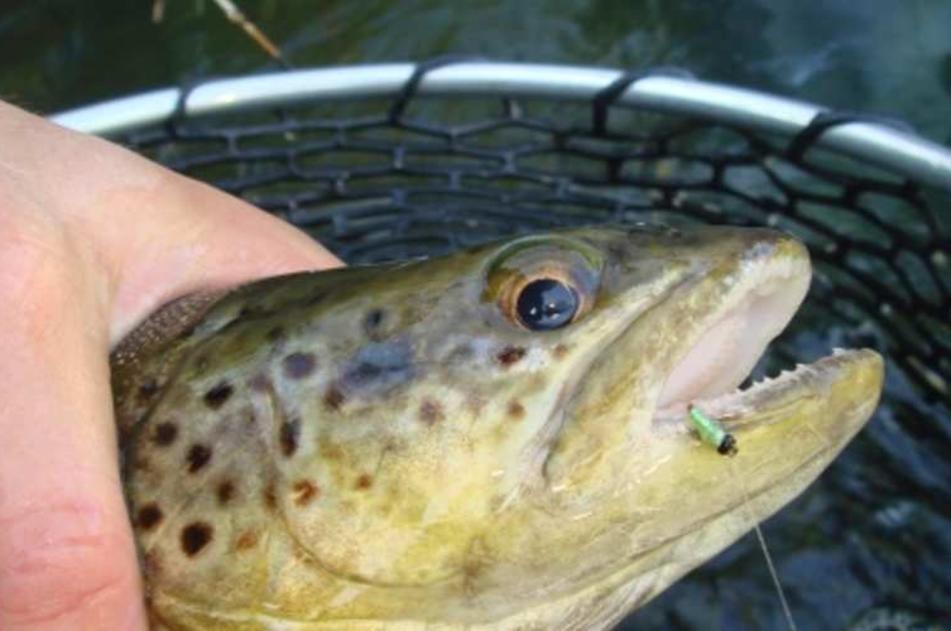 Fish Closeup