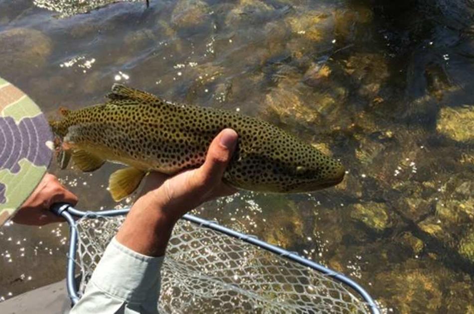 Fish From Above
