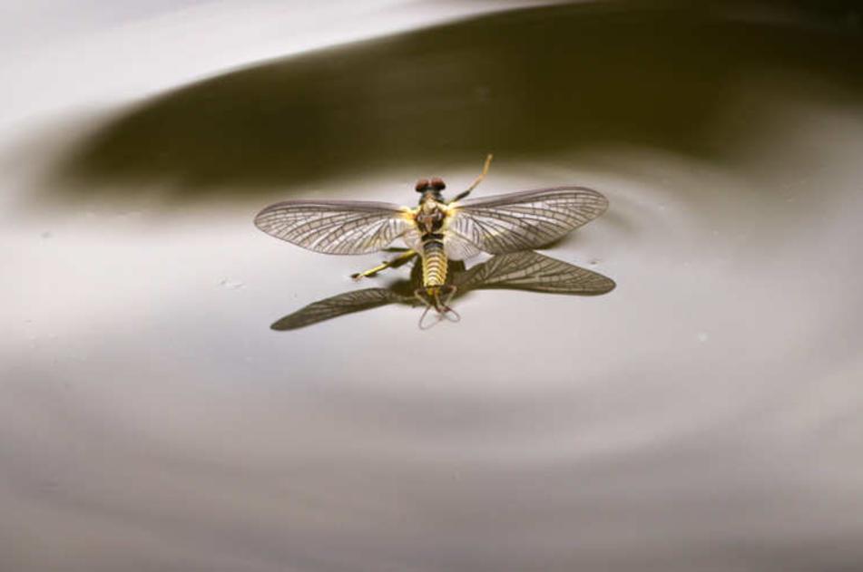 Fly On Water