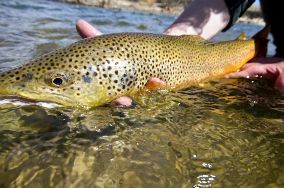 Trout