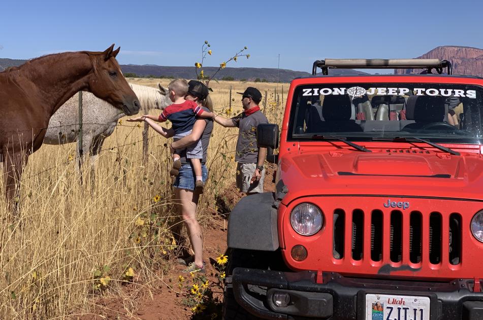 Horses