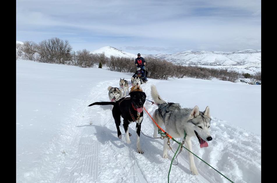 Everything you need to know about Dogsledding
