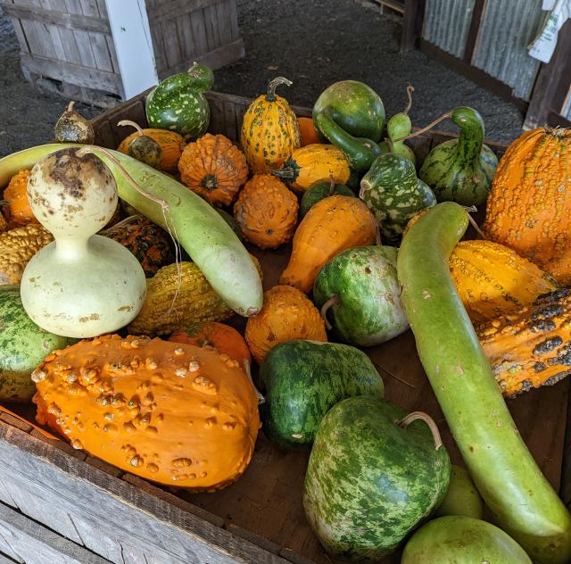 Ashlan Meadows Family Farm pumpkins