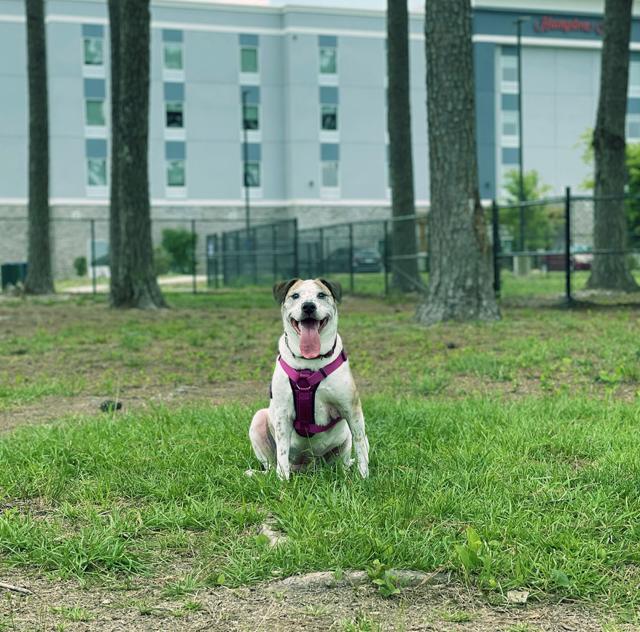 Benson Dog Park (2) 2000x1500 72dpi