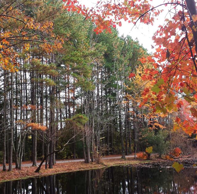 Clayton-community-park-fall 2000x1500 72dpi