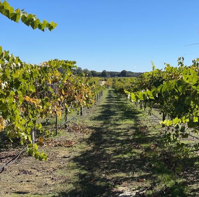 Hinnant Vineyard Row