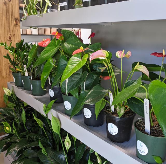 Leaf plants