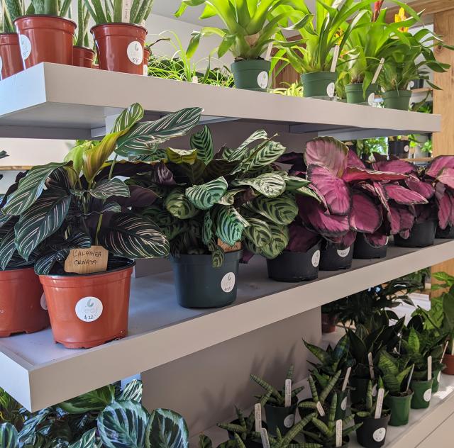Leaf plants