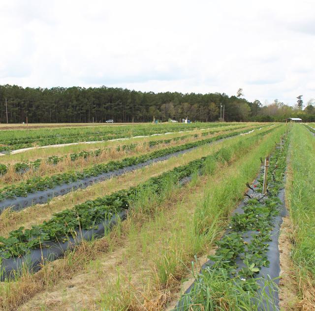 Lee's Produce Benson strawberry field