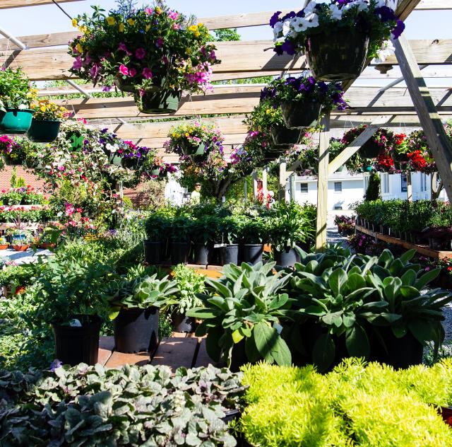 Lees_Produce plants 2000x1500 72dpi
