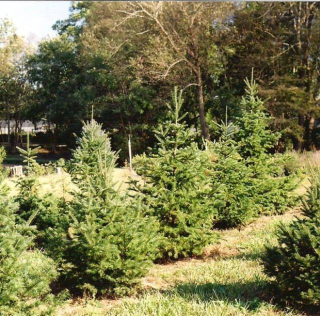Northlake Christmas Trees & Nursery