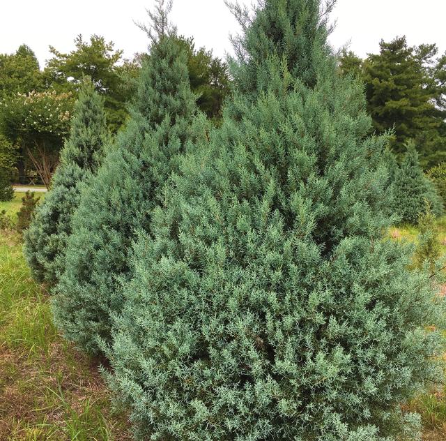 Northlake Christmas Trees Nursery