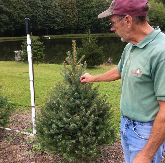 Northlake Christmas Trees Nursery
