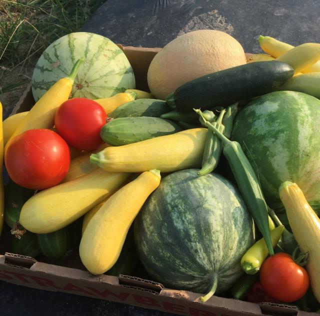 PACE FAMILY FARMS
