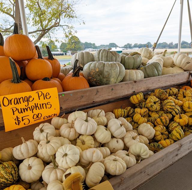 Penny's Produce pumpkins
