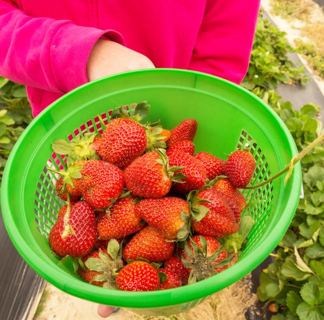WDW Strawberries Field 3 2000x1500 72dpi