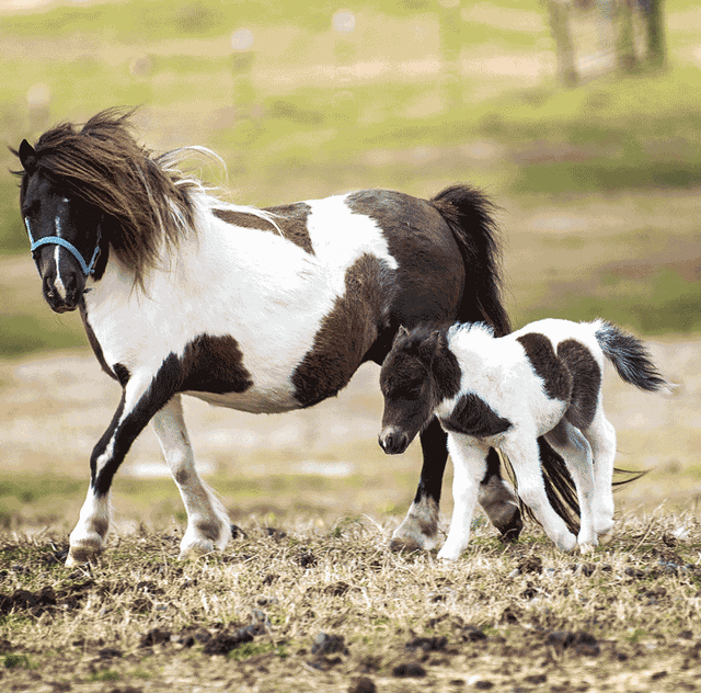 Miniature Horse Foaling Chart