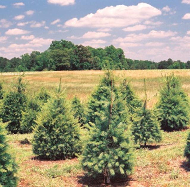 Northlake Christmas Trees & Nursery