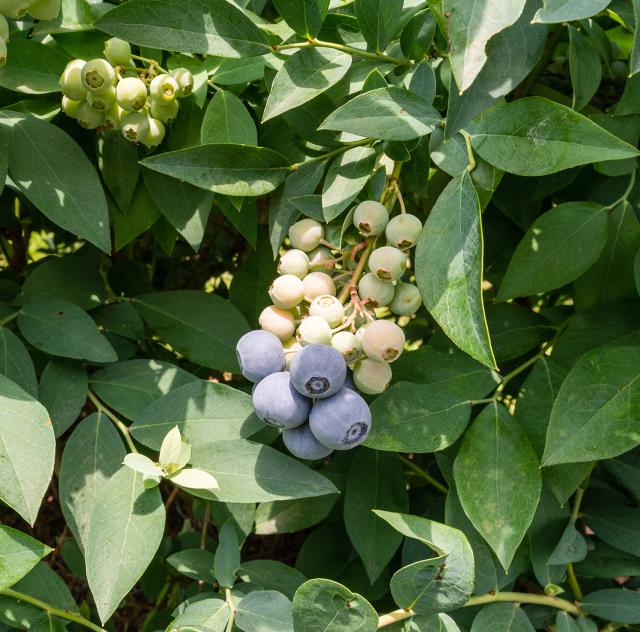 Ronnie's Berry Farm