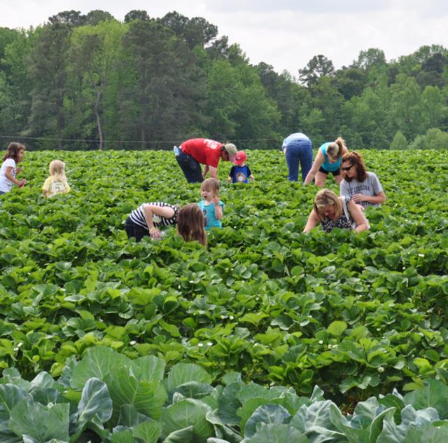 Smith's Farm Strawberry Picking
