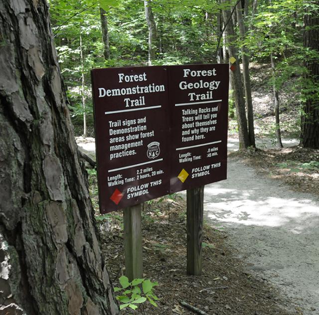 Clemmons Educational State Forest