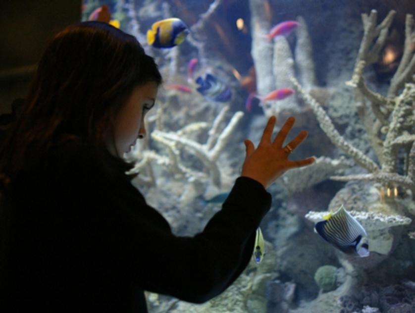 7500 Koleksi Aquarium Design Houston Gratis