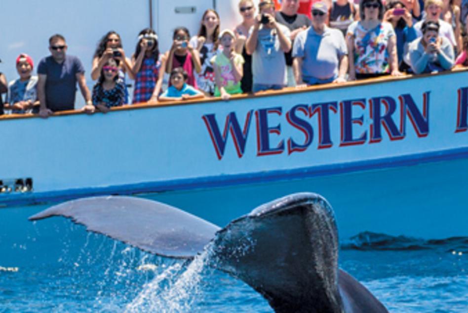 Newport Landing Whale Watching | Newport Beach, CA 92661