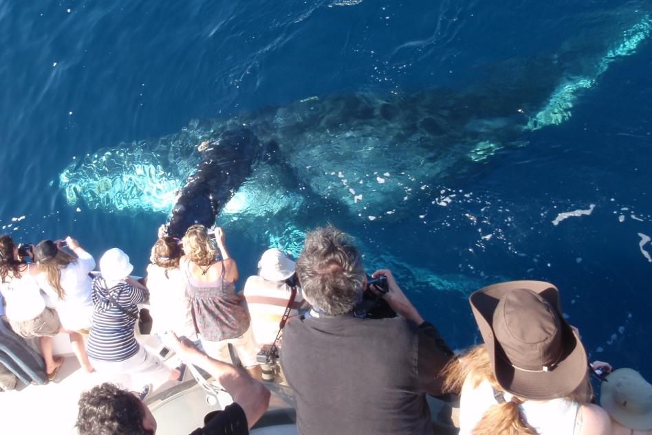 Newport Landing Whale Watching | Newport Beach, CA 92661