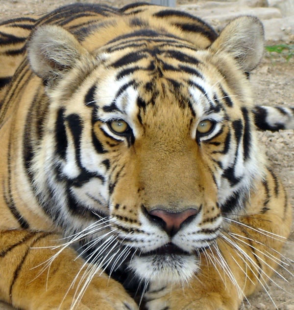 Close-up photo of a tiger from Tigers for Tomorrow