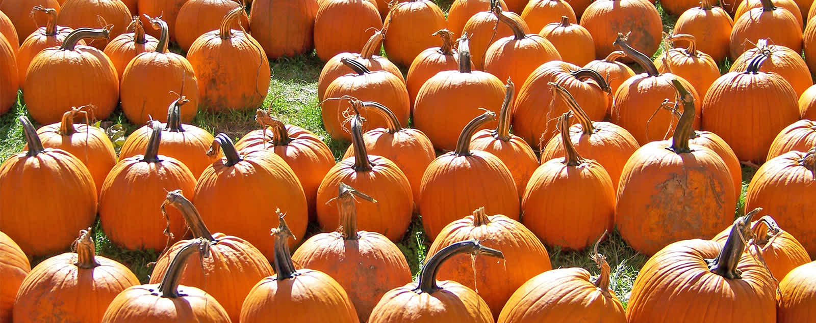 Best Pumpkin Patches For Fall 2020 Fairfax County Va