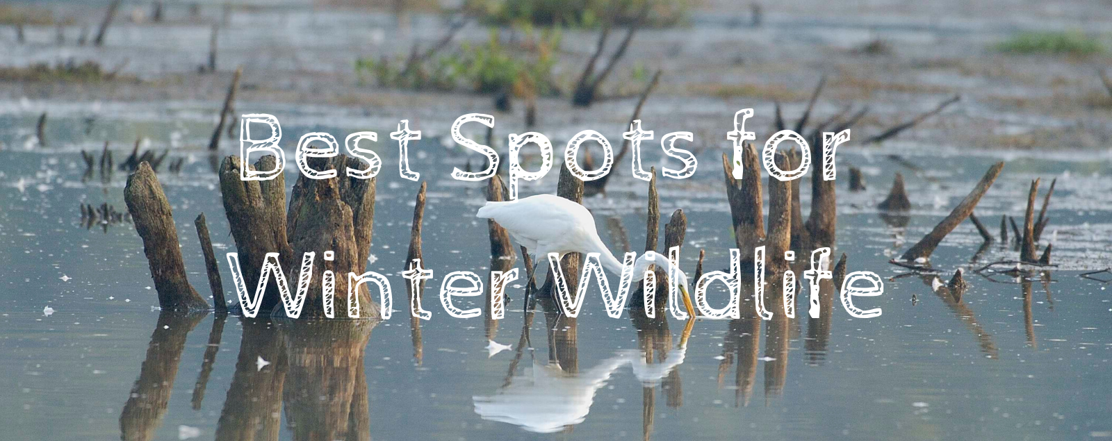 Best Places To Spot Northern Virginia Wildlife This Winter Fxva