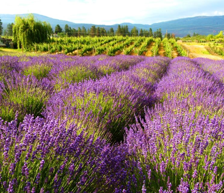 Rows of lavender under the Okanagan Sun