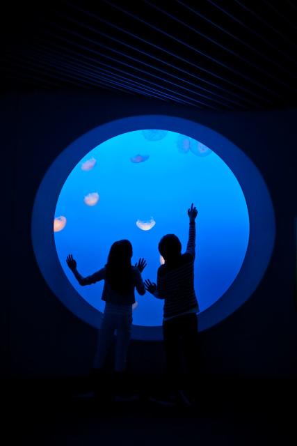 Jellyfish Exhibit at the Monterey Bay Aquarium