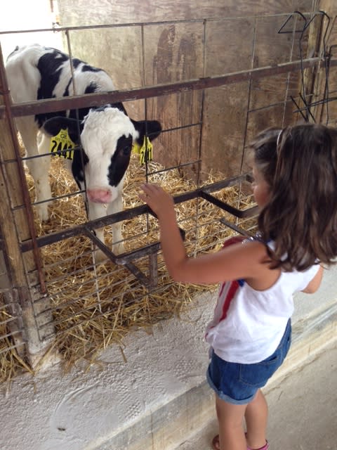 Little girl feeding a calf at the South Mountain Creamery