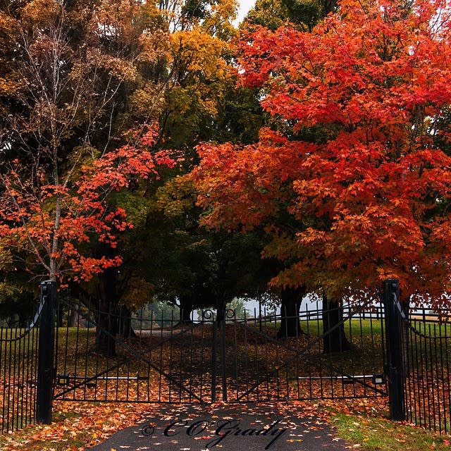 Fall Colorful Driveway - Fall Photo