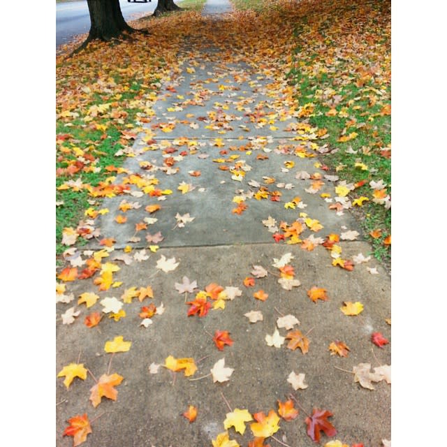 Leaves on Sidewalk - Fall Photo
