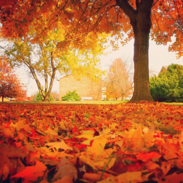 Fall Leaves Blacksburg - Fall Photo