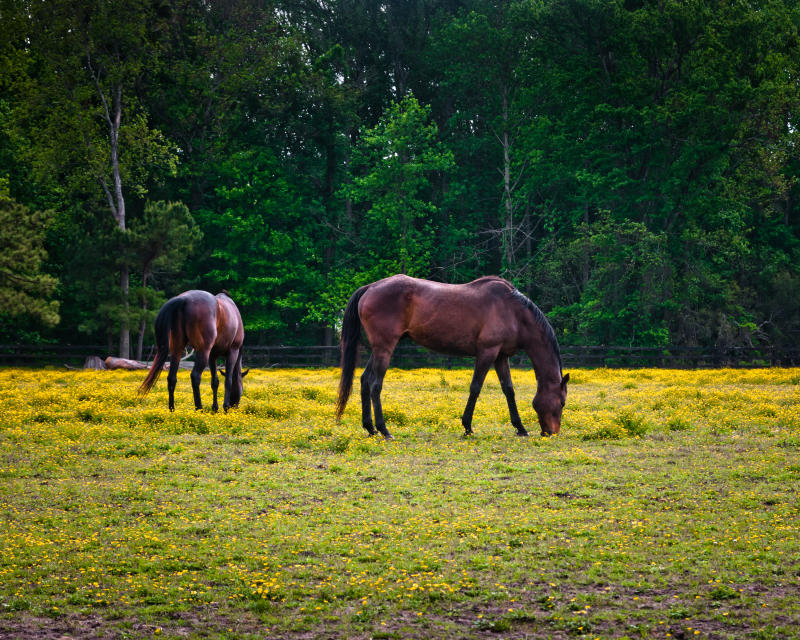 Outdoors - Pungo - 11195-194 Pungo Paddock 8x10print.jpg