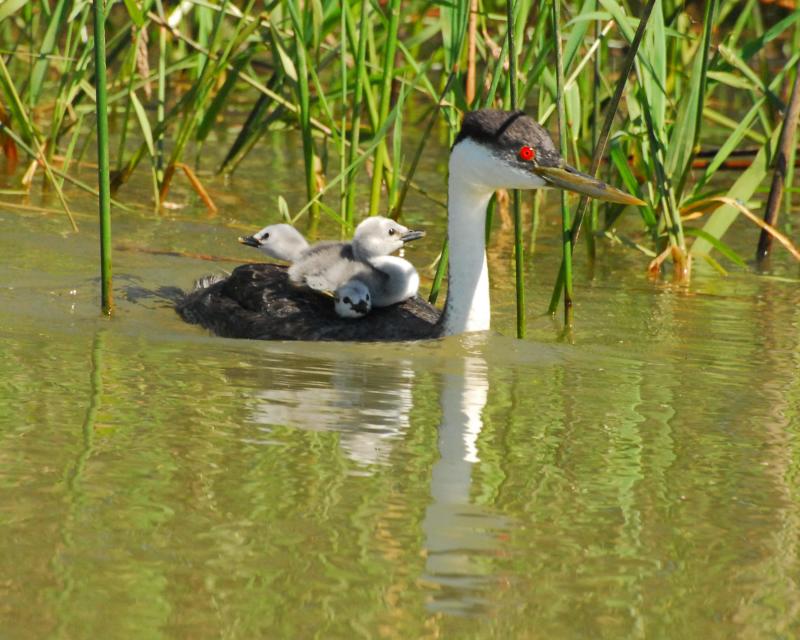 Western Grebe with babies by Elisabeth Lake Western Grebe with babies by Elisabeth Lake