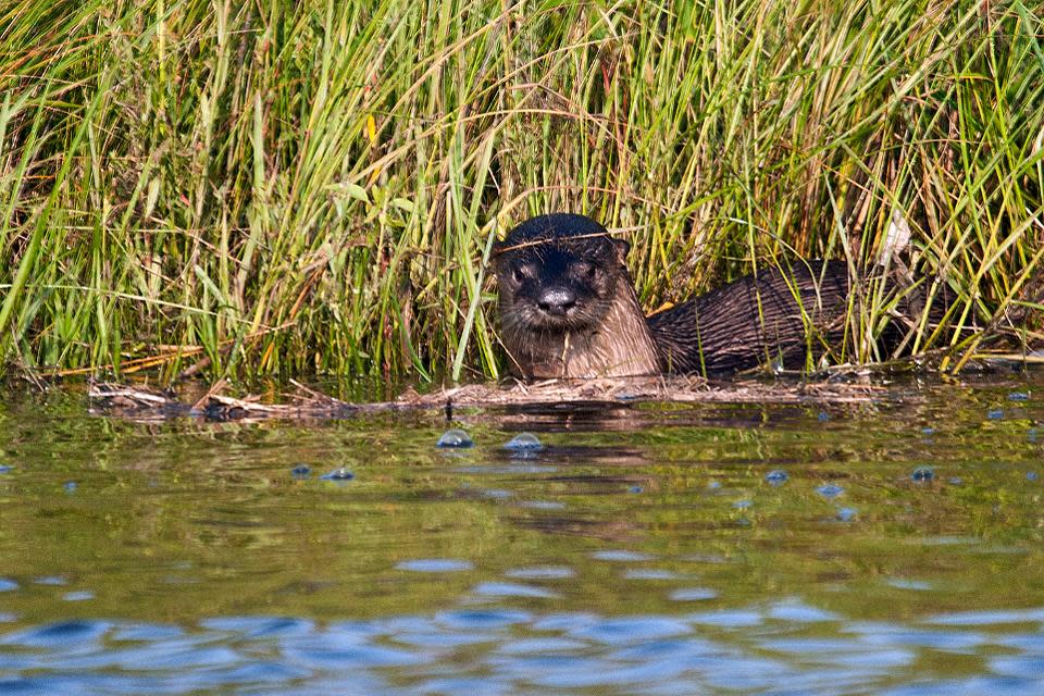 North American Otter, Cane Bayou