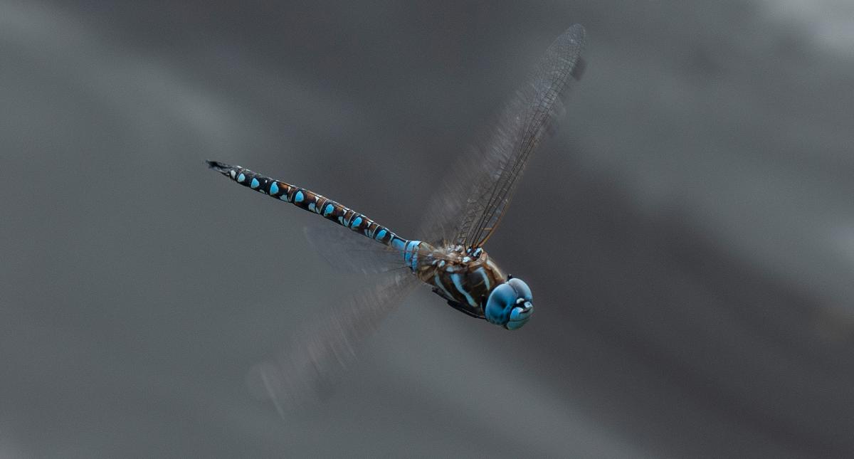 blue-eyed darner dragonfly