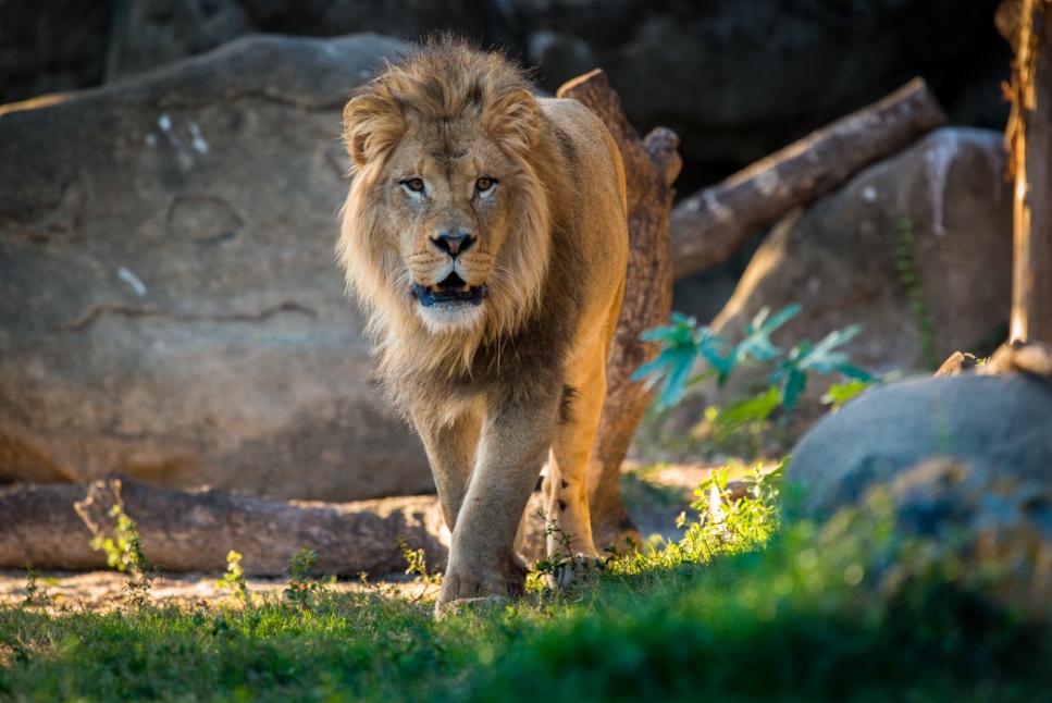 Houston Zoo