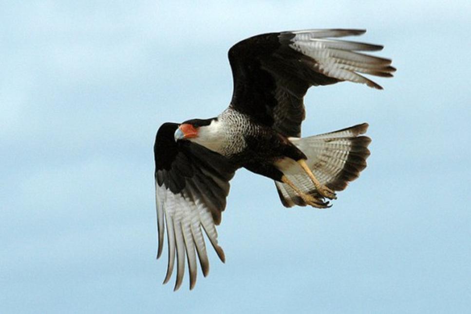 crested caracara